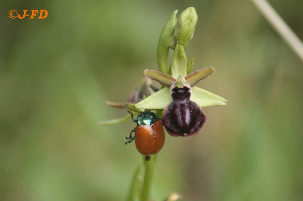 Chrysomelidae: Chrysomela populi? No, Chrysolina grossa